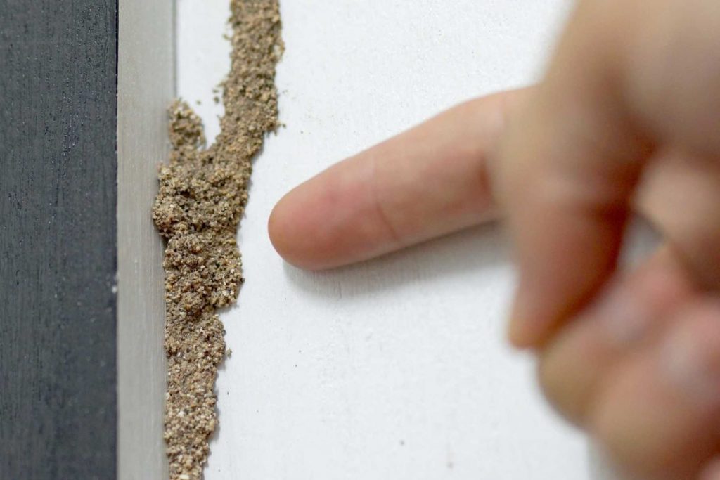 3 Ways to Know If You Have Termites
