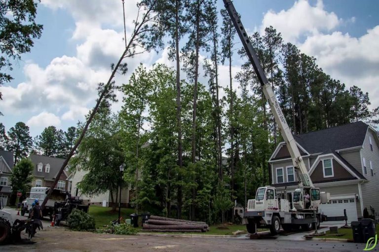 5 Things to Tell Clients About Using a Crane Service for Tree Removal ...