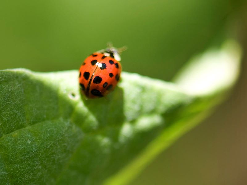 Organic Ways to Eliminate Pests and Garden Bugs in Your Outdoor Garden