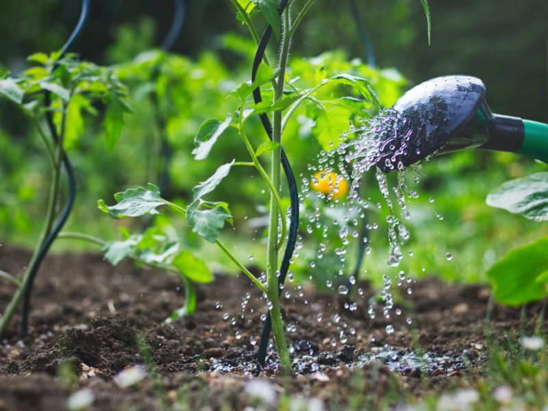 Softened Water What is it and How Does it Benefit Your Garden