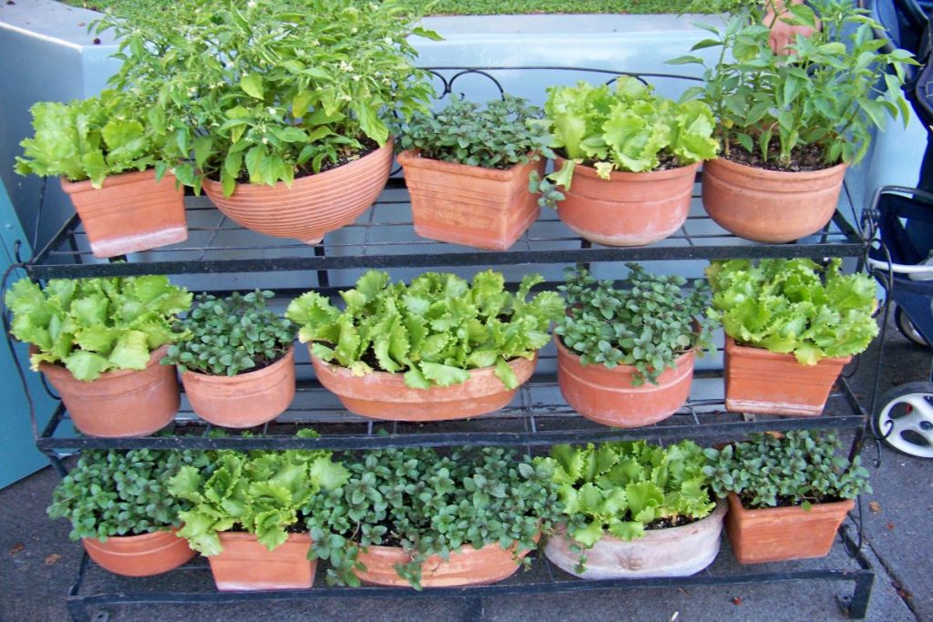 Unique Planter Ideas For Your Home Garden