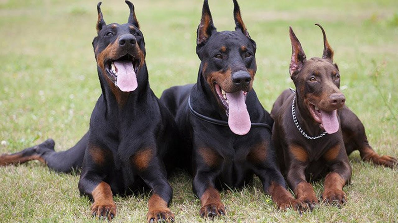 What to Expect From a Guard Dog - Alternative Mindset