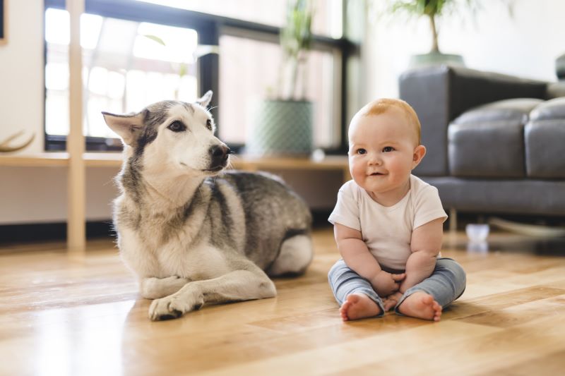 Top 4 Tips in Introducing Dogs and Babies