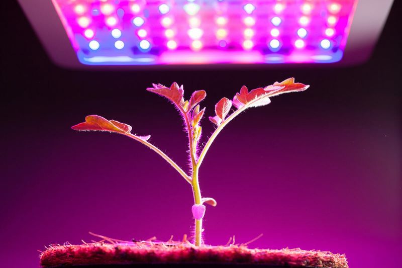 What You Need to Know About Lighting Your Indoor Garden