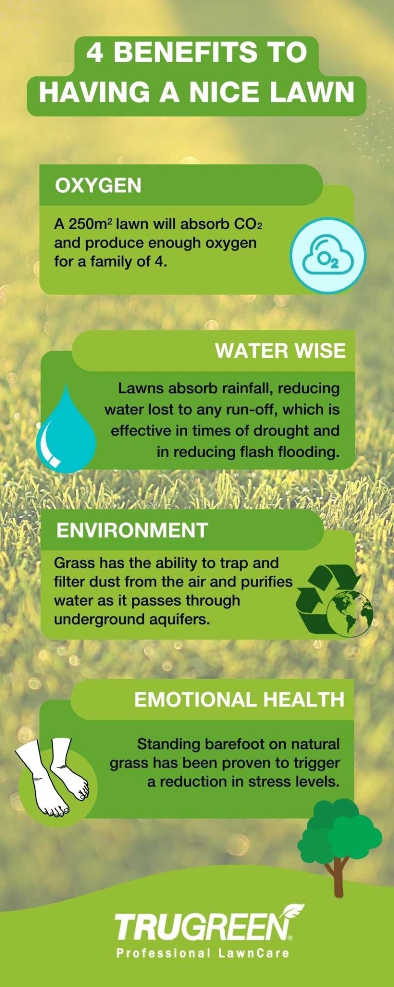 Lawn Care Guide Infographic