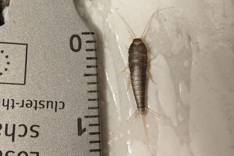 Dealing with Silverfish on Bed Prevention and Removal Tips